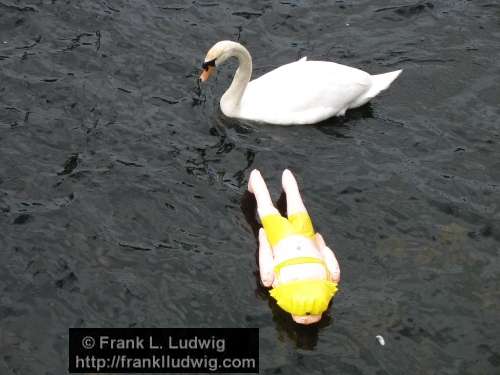 Swimming in the Garavogue